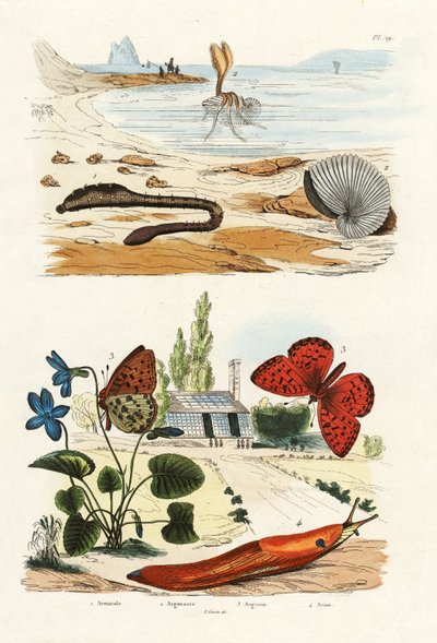 Lungworm, 1833-39 by French School